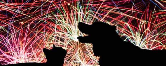 Mascotas ya no pasan miedo con fuegos artificiales en esta ciudad italiana | Oiga, Mire, Vea - Cali