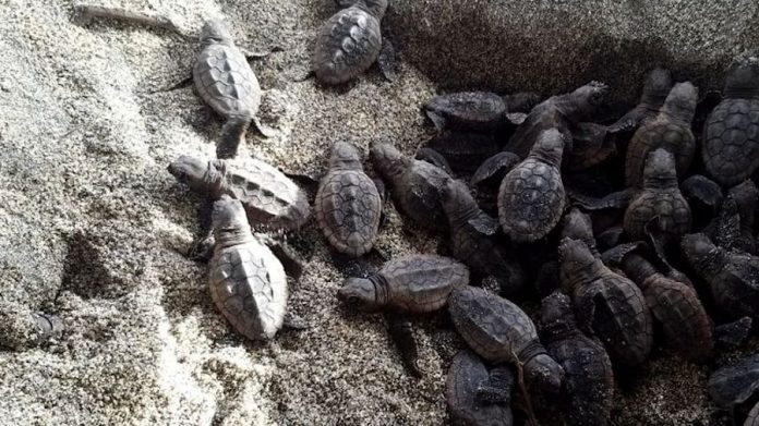 Tortugas bobas (caretta caretta) nacidas en el Parque Nacional Natural Tayrona en Santa Marta (Colombia)