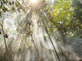 Alertas de deforestación en la Amazonía brasileña suben 25 % en seis meses