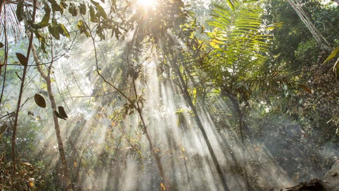 Alertas de deforestación en la Amazonía brasileña suben 25 % en seis meses