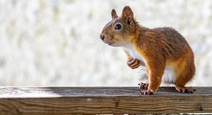 Una ardilla con sed que le pide agua a la gente se hace viral en las redes