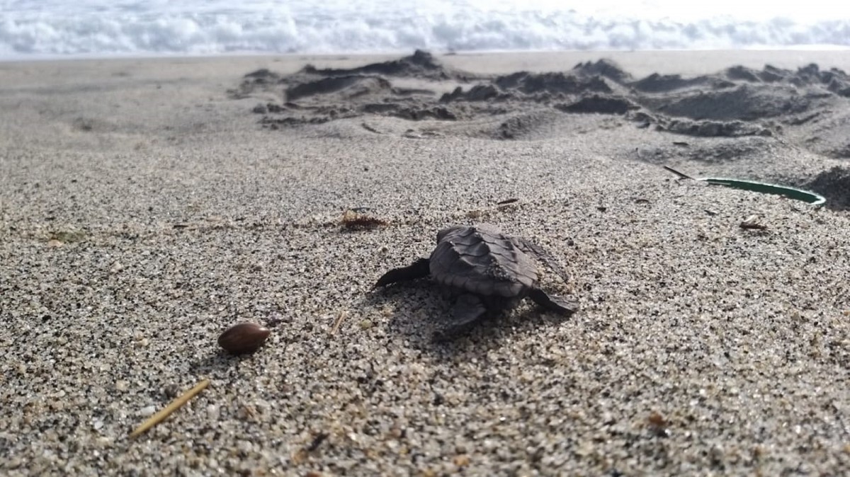 Una cría de tortuga boba camino al mar