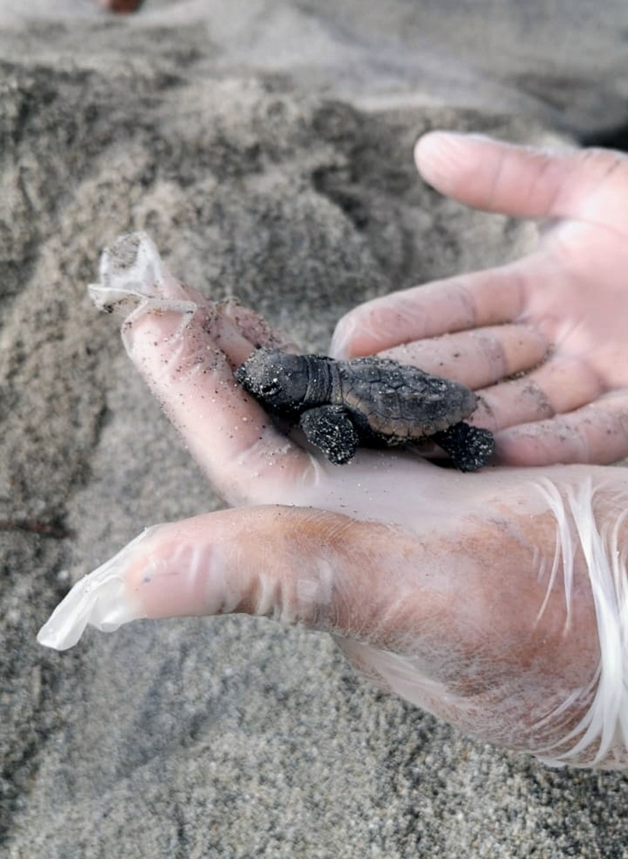 Una de las tortugas bobas (caretta caretta) nacidas en el Parque Nacional Natural Tayrona en Santa Marta (Colombia)