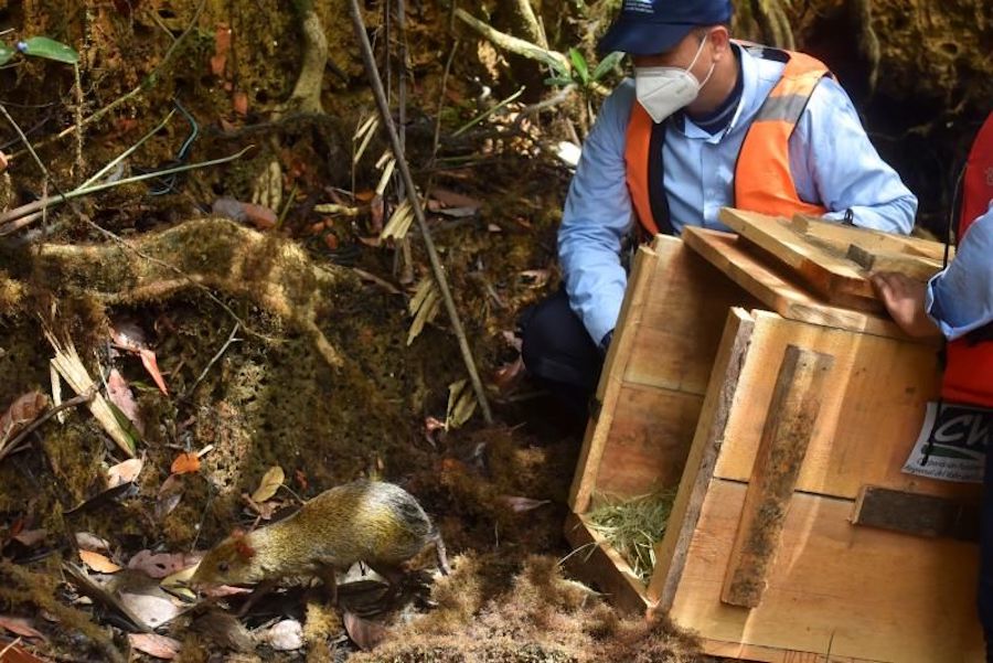 Más de 2.400 animales son liberados en el día de la biodiversidad en Colombia