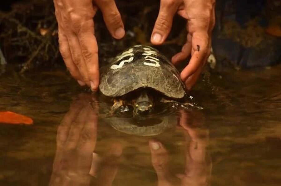 Más de 2.400 animales son liberados en el día de la biodiversidad en Colombia