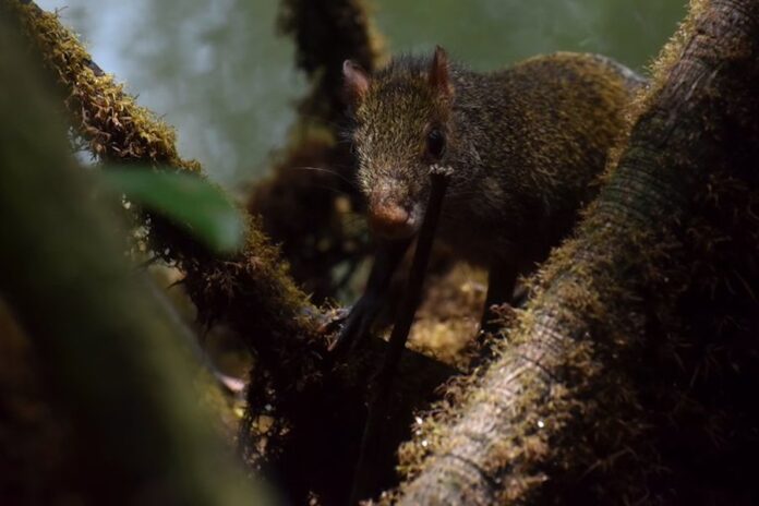 Más de 2.400 animales son liberados en el día de la biodiversidad en Colombia